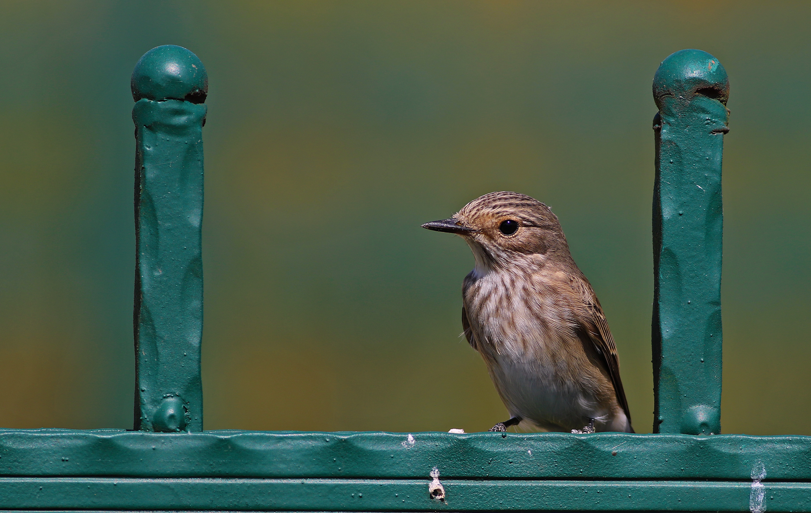 Spotted Flycatcher